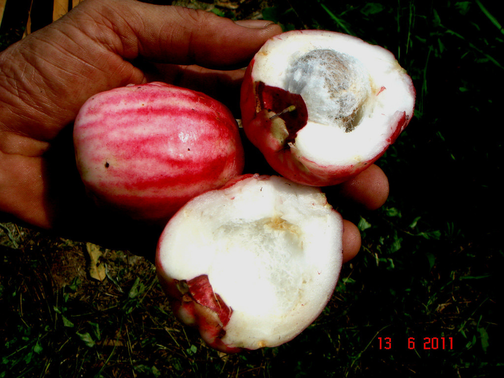Red-striped guayaba agria (sour guava) held in hand, cut open to reveal the white flesh